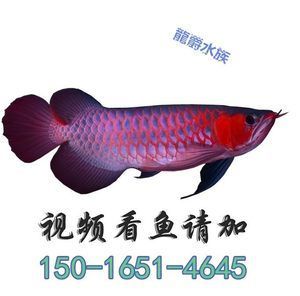 金龍魚活體品牌有哪些牌子：金龍魚活體品牌有哪些與金龍魚相關(guān)的活體品牌有哪些