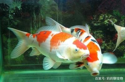 室內養(yǎng)錦鯉好還是金龍魚：室內養(yǎng)錦鯉好還是金龍魚好 龍魚百科 第2張