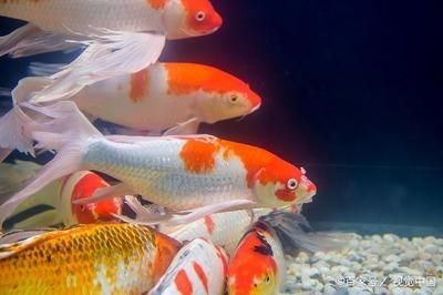 室內養(yǎng)錦鯉好還是金龍魚：室內養(yǎng)錦鯉好還是金龍魚好 龍魚百科 第1張