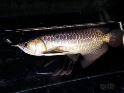 古典龍魚和金龍魚哪個好：古典龍魚和金龍魚哪個好之前需要了解這兩種龍魚的基本特征和飼養(yǎng)要求