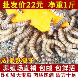 黃粉對(duì)金龍魚有什么作用：黃粉對(duì)金龍魚有什么作用，