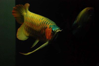 龍魚壁紙超清動態(tài)：關(guān)于龍魚壁紙超清動態(tài)的相關(guān)信息 龍魚百科 第3張