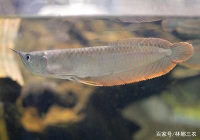 養(yǎng)殖銀龍魚：養(yǎng)殖銀龍魚的注意事項(xiàng)