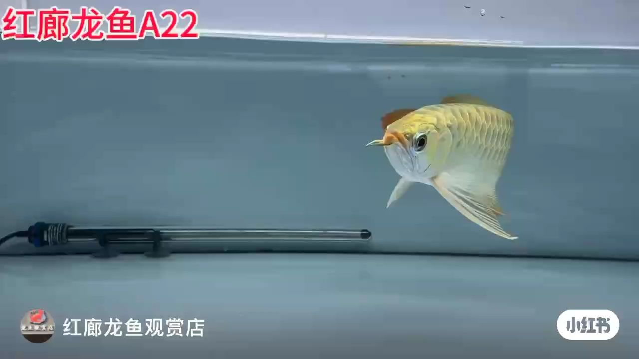 重金頭 關(guān)刀鰭?。篬dabing],_阿銀評(píng)論：靚魚,皇冠紅龍 觀賞魚論壇