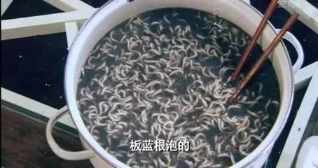 黑食魚和龍魚混養(yǎng)：黑食魚與龍魚混養(yǎng)的區(qū)別，