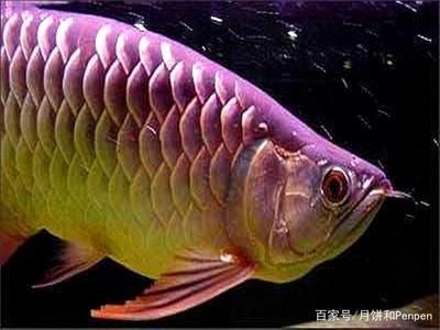 龍魚鱗片有血絲怎么治療：龍魚鱗片有血絲怎么辦 龍魚百科 第2張