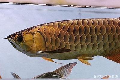 龍魚快速閉合嘴巴的方法：關于龍魚快速閉合嘴巴的方法 龍魚百科 第1張