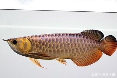 龍魚快速閉合嘴巴的方法：關于龍魚快速閉合嘴巴的方法 龍魚百科 第3張