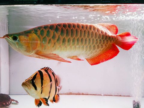 金龍魚和金魚區(qū)別是什么：金龍魚和金魚在形態(tài)上有顯著的區(qū)別是什么金魚和金魚區(qū)別是什么