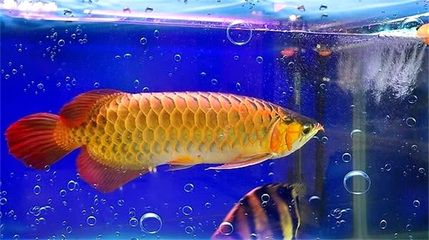 金龍魚和金魚區(qū)別是什么：金龍魚和金魚在形態(tài)上有顯著的區(qū)別是什么金魚和金魚區(qū)別是什么