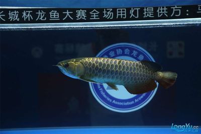 2023長城杯龍魚事故：2023長城杯世界龍魚錦標賽