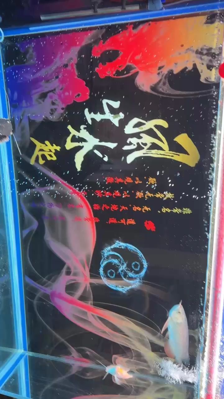 半年多，養(yǎng)到40多公分…….：剛剛換好水，7個(gè)多月了，一點(diǎn)看不到紅 觀賞魚論壇