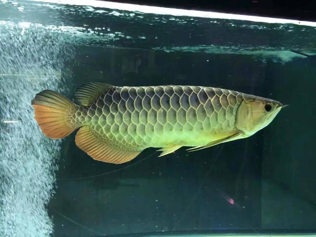 過(guò)背金龍魚(yú)怎么挑選好的魚(yú)：過(guò)背金龍魚(yú)怎么挑選 龍魚(yú)百科