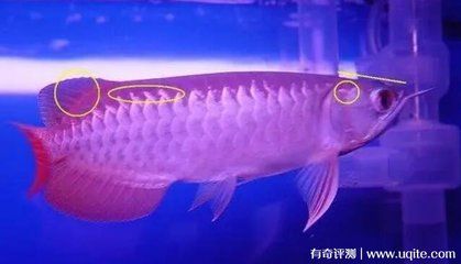 品相好的金龍魚是什么：金龍魚怎么看品相