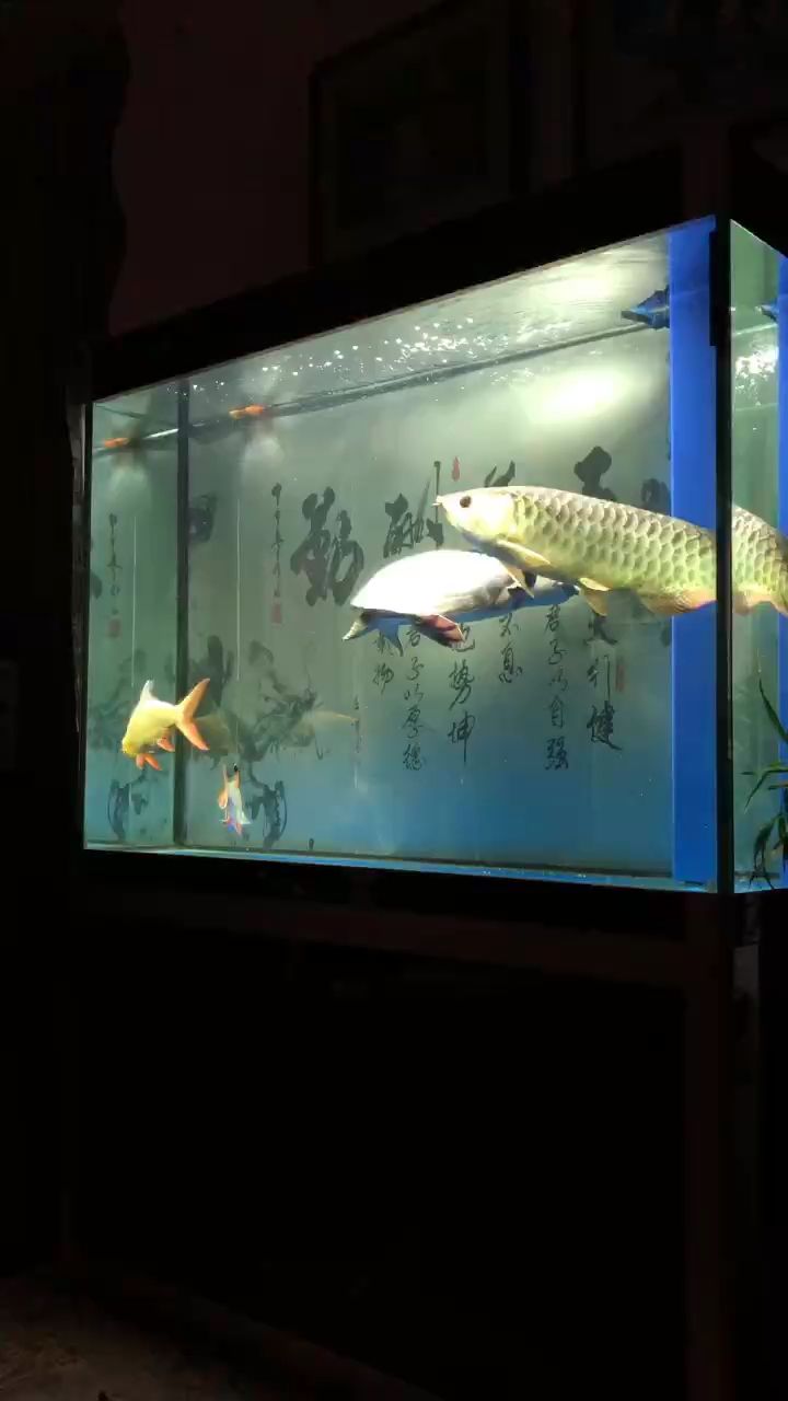 龍魚養(yǎng)了兩年零八個月了：被養(yǎng)魚耽誤的建筑師 觀賞魚論壇