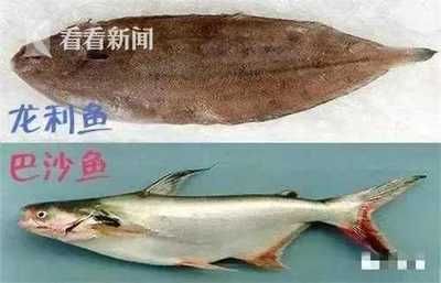 巴沙魚與龍利魚區(qū)別：如何辨別巴沙魚和龍利魚 龍魚百科 第4張