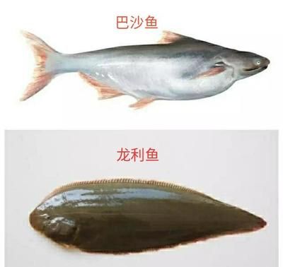 巴沙魚與龍利魚區(qū)別：如何辨別巴沙魚和龍利魚 龍魚百科 第3張