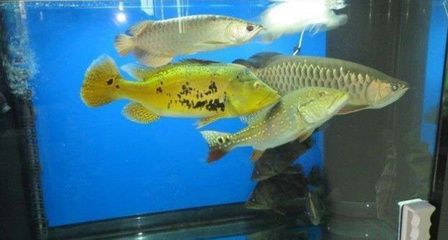 怎樣調(diào)好養(yǎng)龍魚(yú)的水質(zhì)：如何避免龍魚(yú)掉眼屎