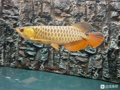 龍魚(yú)吧 百度貼吧下載安裝：百度貼吧app下載地址 龍魚(yú)百科 第1張