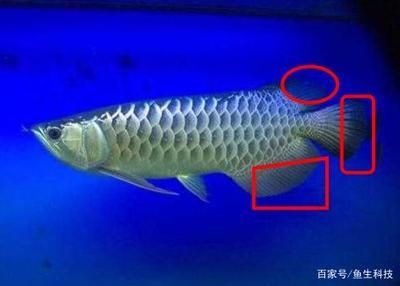 龍魚分辨公母的方法圖解：龍魚分辨公母的方法