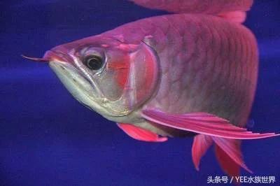 龍魚多大開始掉眼：龍魚掉眼與年齡有關嗎？ 龍魚百科 第1張