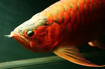 龍魚多大開始掉眼：龍魚掉眼與年齡有關嗎？ 龍魚百科 第3張