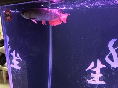 龍魚入新缸日子怎么樣：龍魚入新缸日子需要注意以下幾個方面，龍魚入新缸需要注意以下幾點 龍魚百科 第1張