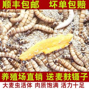 龍魚不吃面包蟲怎么辦：當龍魚拒絕食用面包蟲時，可能的原因有很多 龍魚百科 第1張