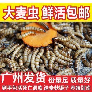 龍魚不吃面包蟲怎么辦：當龍魚拒絕食用面包蟲時，可能的原因有很多 龍魚百科 第2張