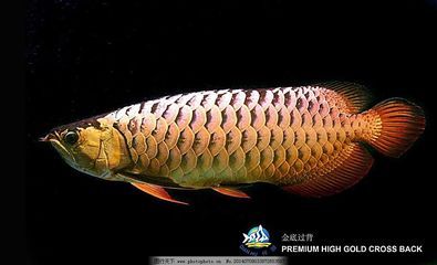 金龍魚生物：美麗硬仆骨舌魚被歸入附錄一