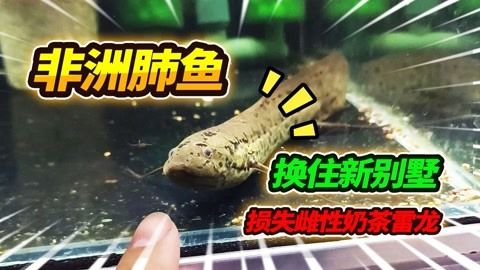 奶茶雷龍吃小魚(yú)嗎：奶茶雷龍會(huì)吃小魚(yú)嗎？