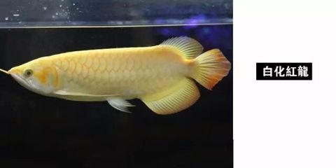 金黃色龍魚(yú)是什么品種的：金黃色龍魚(yú)是什么品種的呢？