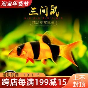 龍魚缸除藻工具魚：龍魚缸中除藻的好幫手，龍魚缸中除藻工具魚的好幫手 龍魚百科 第1張