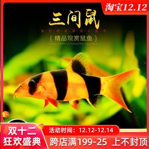 龍魚缸除藻工具魚：龍魚缸中除藻的好幫手，龍魚缸中除藻工具魚的好幫手 龍魚百科 第2張