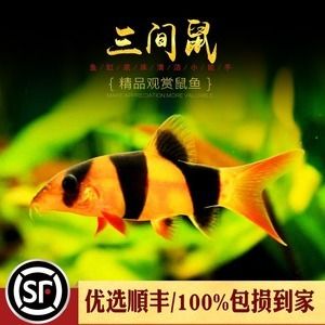 龍魚缸除藻工具魚：龍魚缸中除藻的好幫手，龍魚缸中除藻工具魚的好幫手 龍魚百科 第3張