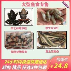 龍魚喂林蛙：喂食林蛙可以為龍魚提供豐富的營養(yǎng)但需要注意的是 龍魚百科 第3張