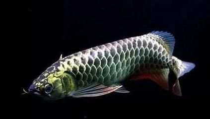 怎樣增加龍魚(yú)食欲：如何增加龍魚(yú)食欲