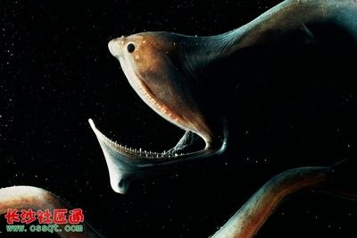 怎樣才能讓龍魚(yú)自己抓小魚(yú)吃：如何讓龍魚(yú)自己抓小魚(yú)吃 龍魚(yú)百科 第2張