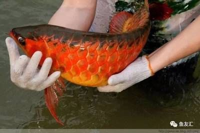 龍魚怎么喂食最好吃：龍魚喂食的最佳實(shí)踐 龍魚百科 第2張