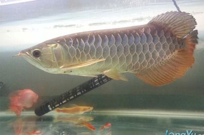 金龍魚什么品種便宜：紅尾金龍魚（寶石金龍魚）和星點(diǎn)龍魚價(jià)格相對較低