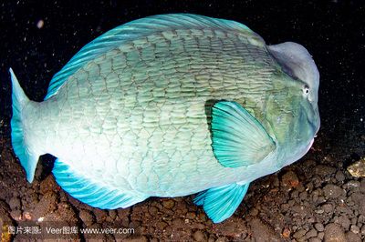 菠蘿魚好養(yǎng)嗎曼龍魚好養(yǎng)嗎曼龍魚水溫多少：曼龍魚好養(yǎng)嗎 龍魚百科 第2張