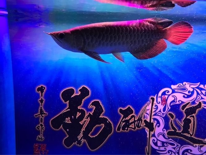 龍魚拉細(xì)便：龍魚拉細(xì)便可能是由于多種原因引起的 龍魚百科 第2張