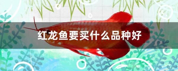 最好的紅龍魚(yú)排名：十大紅龍魚(yú)品種排行榜123[emoji[需手動(dòng)填充]1f495[[需手動(dòng)填充]emoji[需手動(dòng)填充]