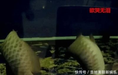 賣龍魚利潤大嗎知乎：關于賣龍魚的利潤是否豐厚,賣龍魚利潤大嗎知乎 龍魚百科 第1張