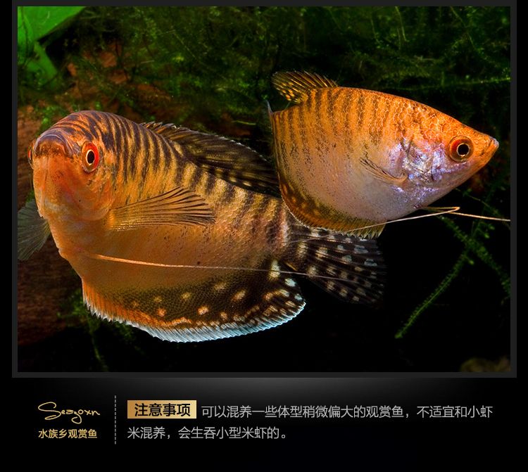 龍魚吃曼龍魚嗎：曼龍魚與龍魚的混養(yǎng)情況, 龍魚百科 第1張