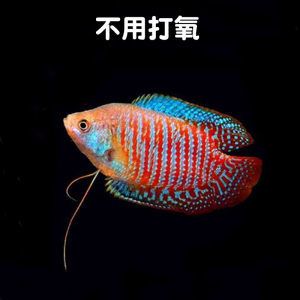 龍魚吃曼龍魚嗎：曼龍魚與龍魚的混養(yǎng)情況, 龍魚百科 第3張