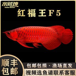 印尼紅龍魚魚苗的價格多少錢：印尼紅龍魚魚苗價格多少錢 龍魚百科 第3張