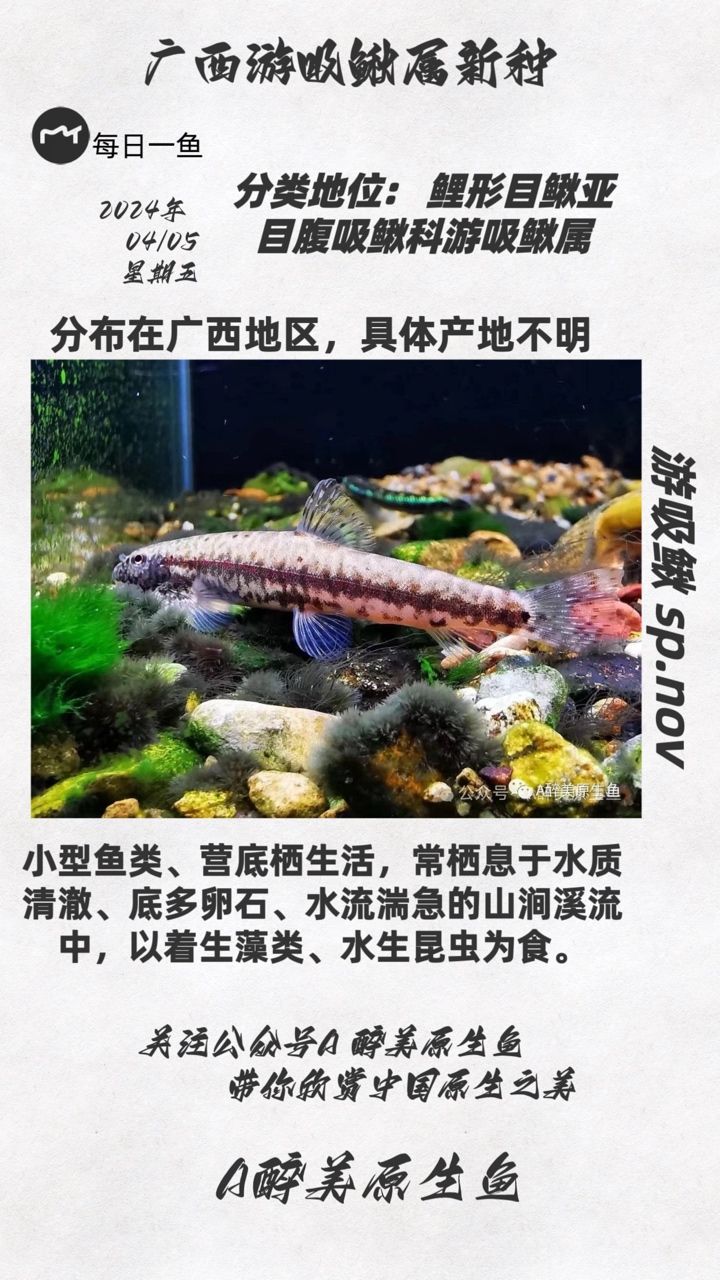 游吸鰍未命名種：分布在廣西地區(qū)分布在廣西地區(qū) 觀賞魚論壇