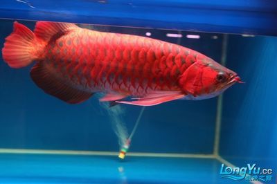 紅龍魚比賽：2023年世界龍魚錦標(biāo)賽紅龍魚比賽冠軍賣出108萬