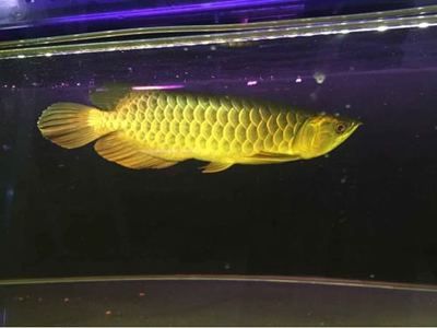 6cm的虎魚可以和30cm龍魚養(yǎng)在一起嗎：虎魚和龍魚可以一起養(yǎng)嗎 龍魚百科 第2張